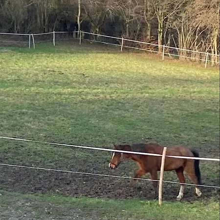 Le Ranch Des Aguesses Andenne